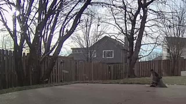 Cooper's Hawk Catches A Mourning Dove