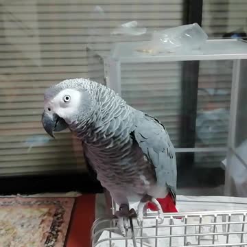 Parrot sneeze with me!
