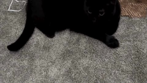 Cute Precious Piper Protects and Manages - Adopting a Cat from a Shelter Vlog #shorts