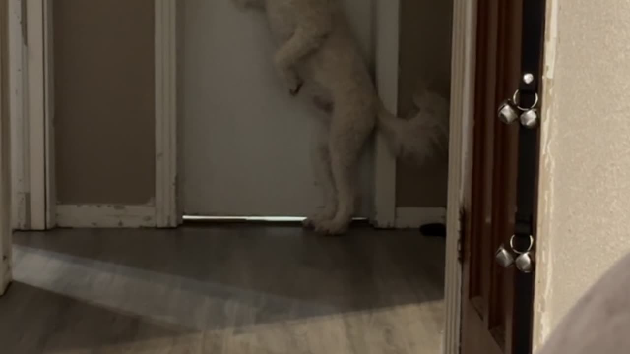 Dog Tries To Open Dad's Door