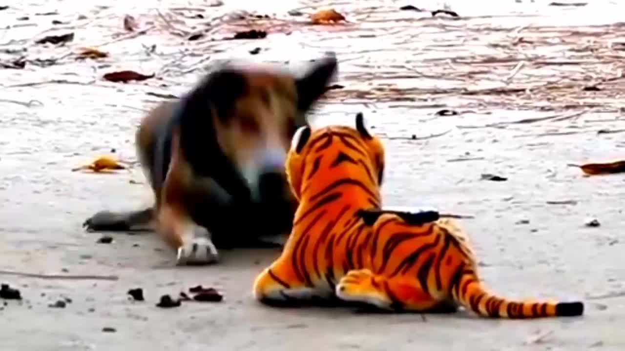 Prank dog and Fake Tiger Video Funny