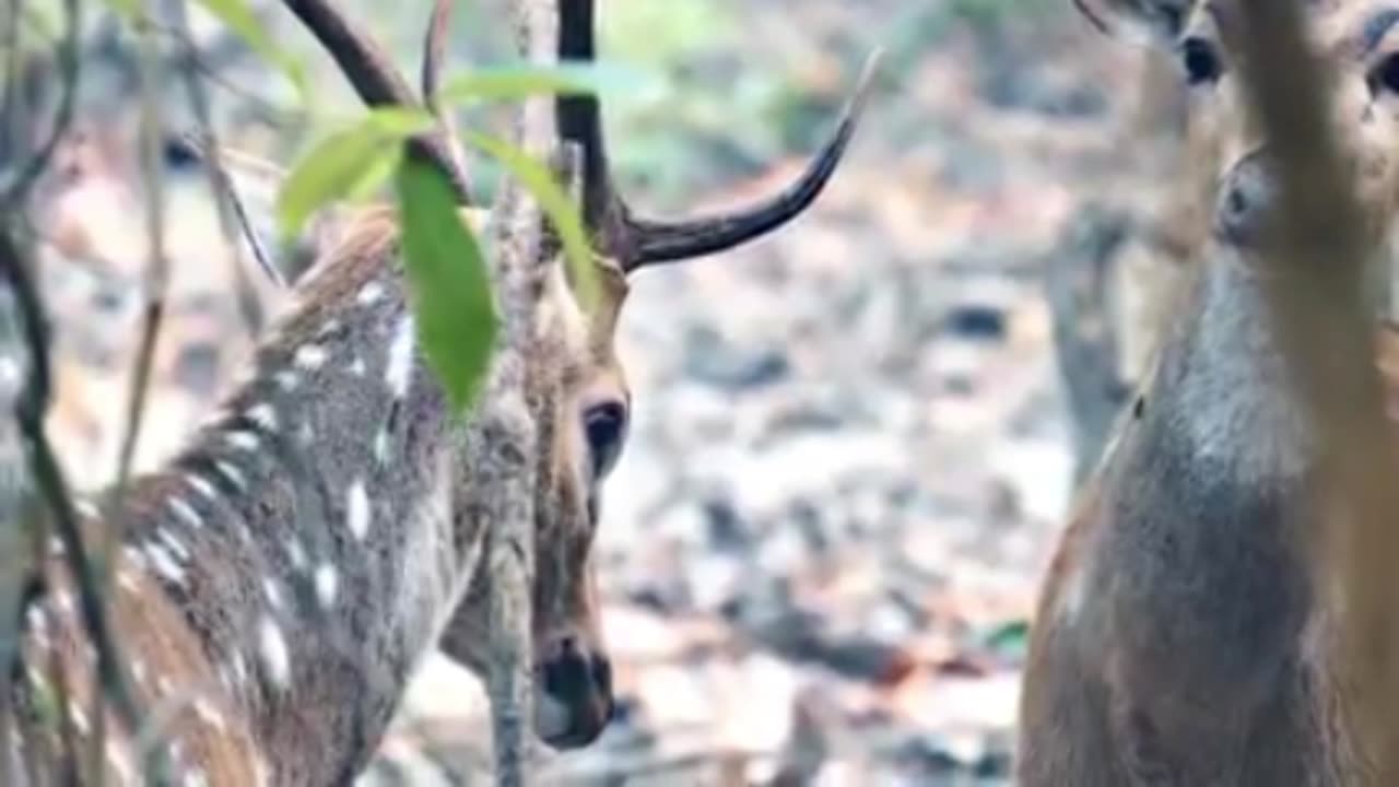 Jungle view This video is taken during the Jungle safari in Chitwan National Park, Nepal.