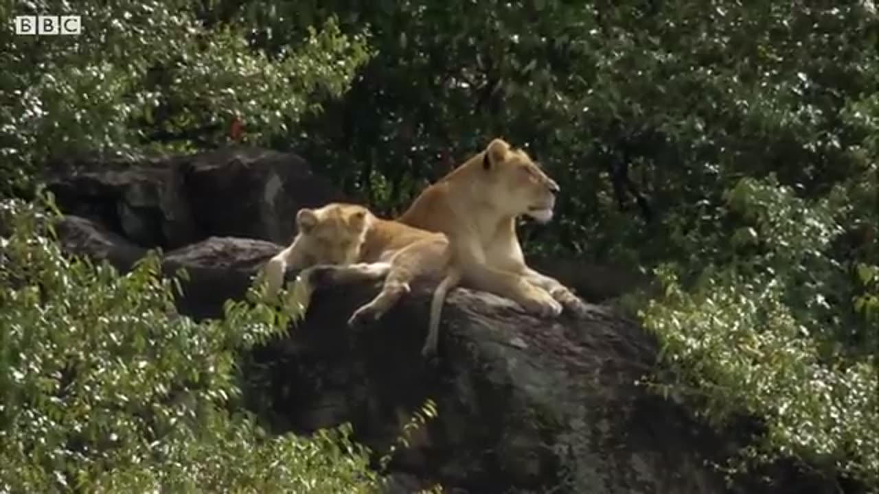 Mother Lioness Hunts Warthog - BBC Earth