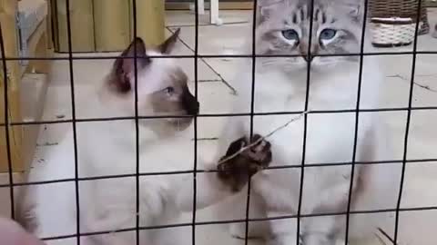 Playing with Cat outside the Cage