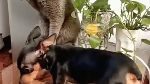 PET CAT FUNNY
