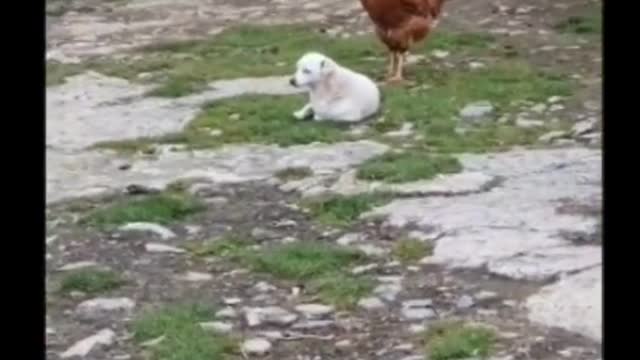 A cute puppy is copying a cock | Funny video😂😂 must watch