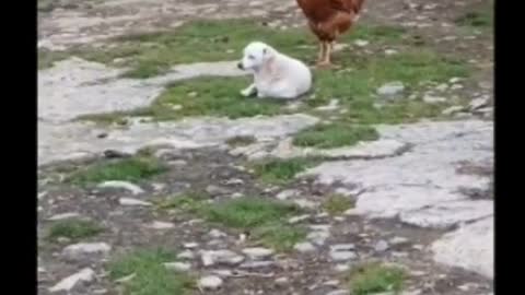 A cute puppy is copying a cock | Funny video😂😂 must watch