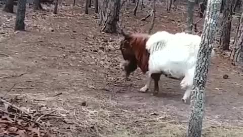 Animals do talk and we just need to listen to them.