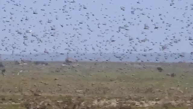 Largest locust swarm