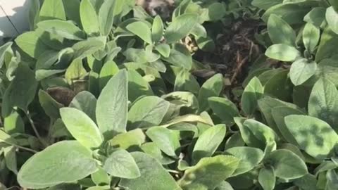 Dog hides in garden