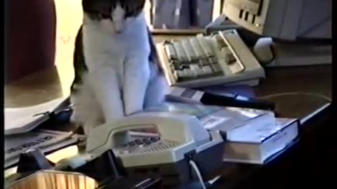 Cat and office phone