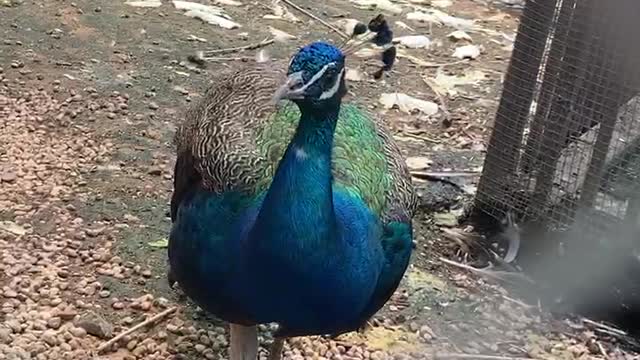 What a big peacock