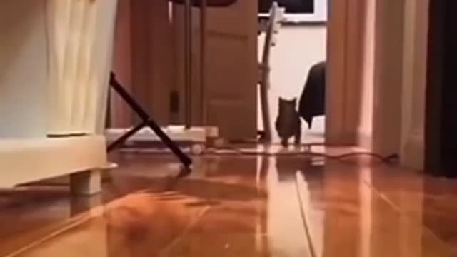 KITTEN RUNNING TO ITS OWNER