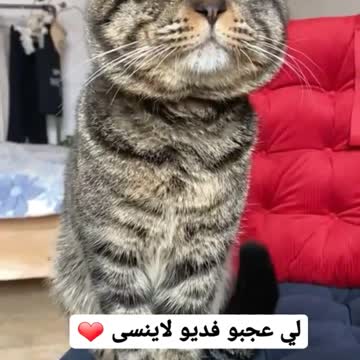 Cat cat cat cat funny