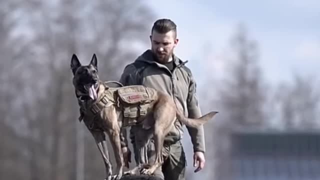 dog training videos || how train your dog like a pro! #Dog_training