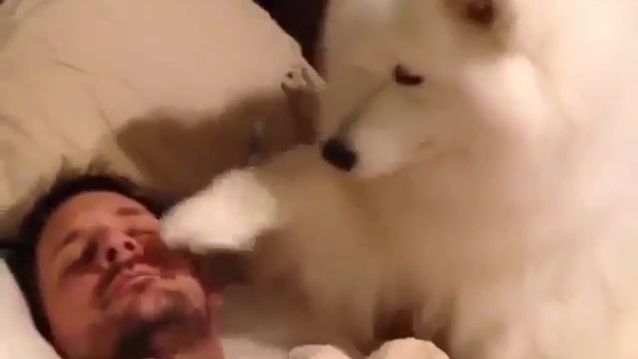 Cute and funny animals