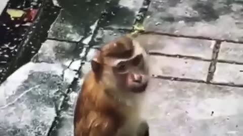 Monkey wearing mask