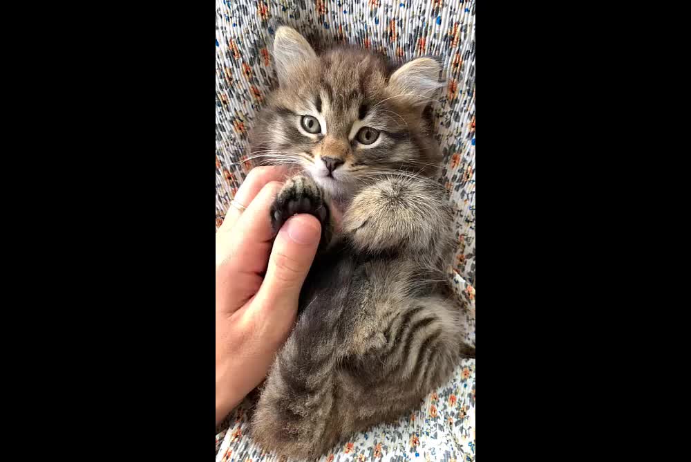 Baby Cats - Cute and Funny Cat Videos.