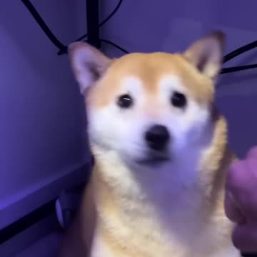 Shiba_Tries_vr