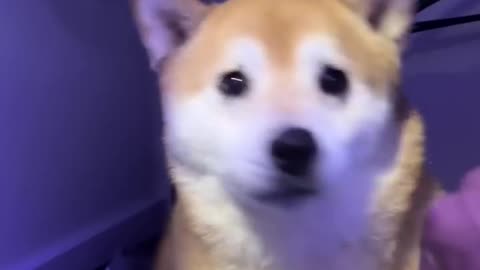 Shiba_Tries_vr