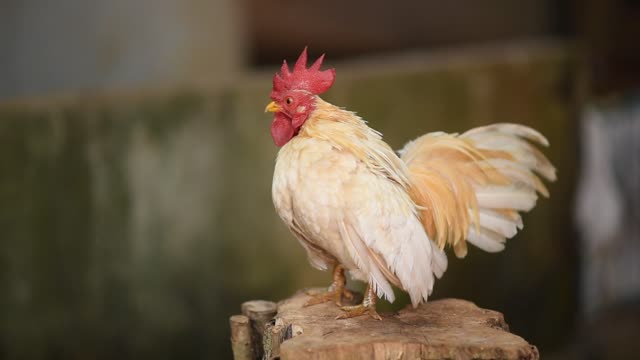 The strongest rooster in the world >))