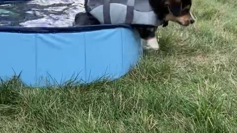 Puppy Not Sure About Swimming