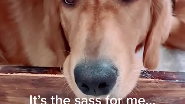 Super Funny Dog Videos Compilation