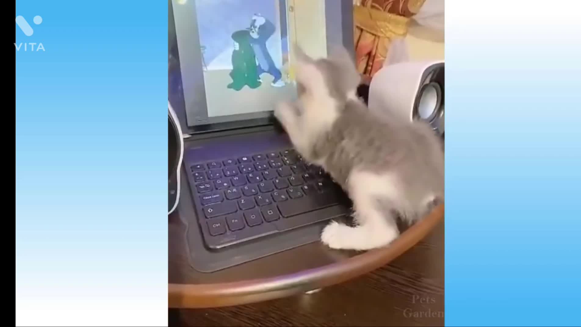 Cute Cat Play ⌨🖱Games with laptop💻