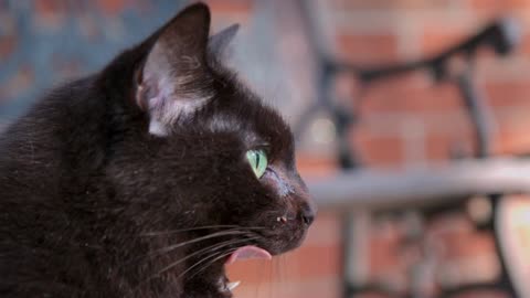 Black Cat Licks Lips In Slow Motion