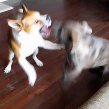 15 seconds Of Fun with Claire Bear and Tucker Carlson