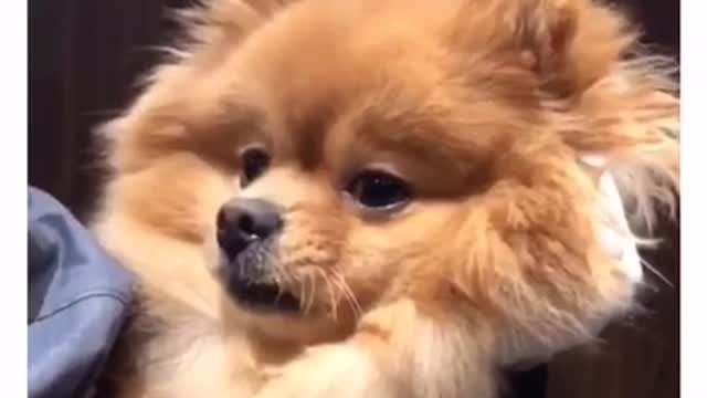 Dog Gets Awkward When Someone Starts To Share At Him
