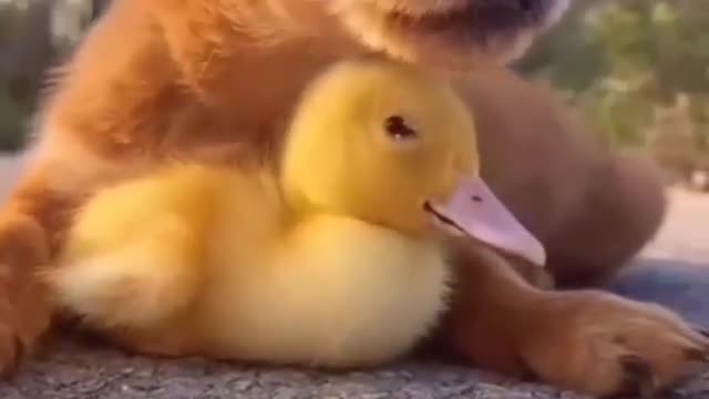 Kittens walk with a tiny chicken