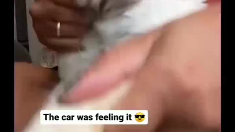 Dancing Cat 😻