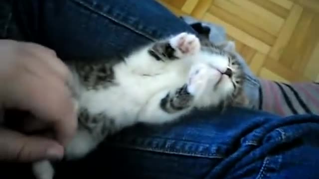 4 Week Old Kitten Falls Asleep