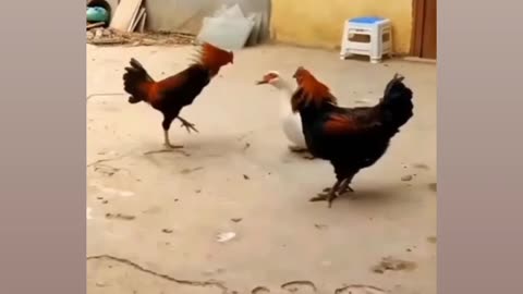 😂😂😂Funny Animals Video😂😂😂