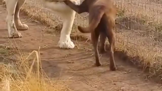 Surprised,lion and dog shaking hands