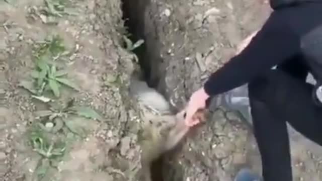 Boy Saves Sheep... Instantly Regrets it!