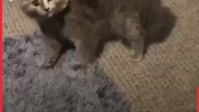 Best Of Funny Cats 2020 funny cat videos