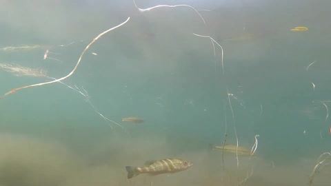 Swimming Fish