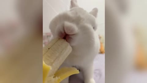 Bananas are delicious