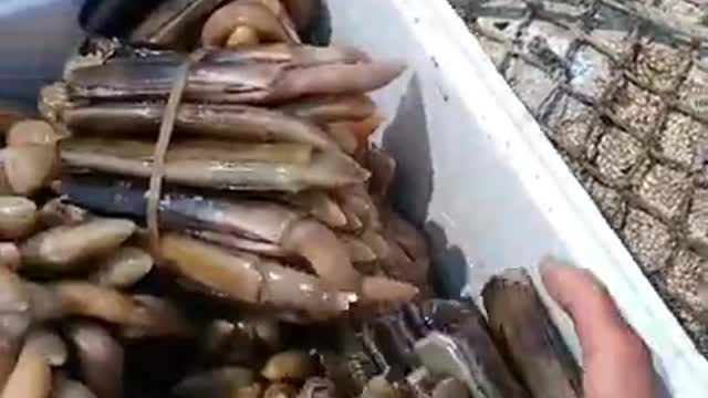 Kind Fisherman Releases Hundreds of Razor Clams into Sea