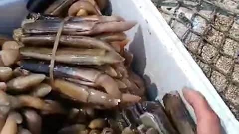 Kind Fisherman Releases Hundreds of Razor Clams into Sea