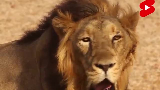 Amazing facts about some animals