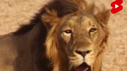 Amazing facts about some animals