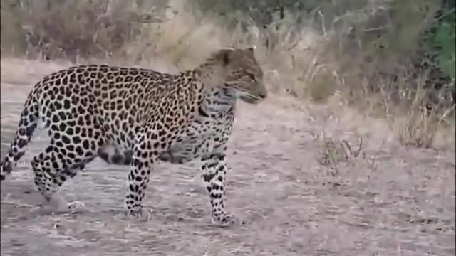 Mother Leopard with two of her cubs just two weeks older crossing the Road.