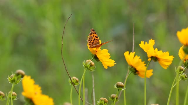 A butterfly resting on a flower