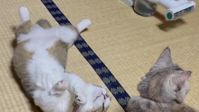 cute cat joking with his lover