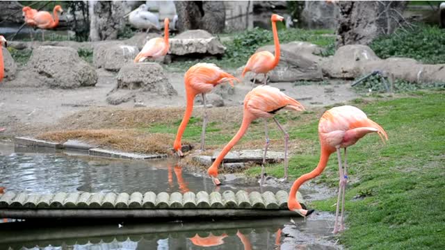 Flamingos are a familiar