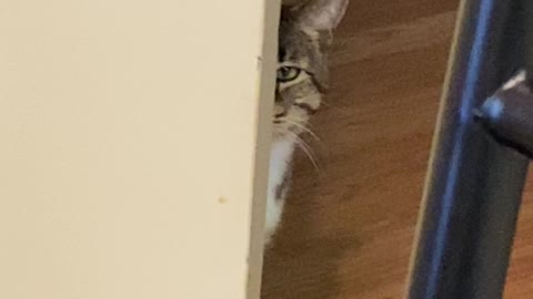 My cat is spying on me