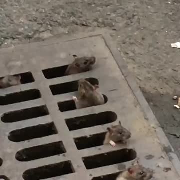 Koreatown, manhattan rats climbing out of sewer cover peaking head up